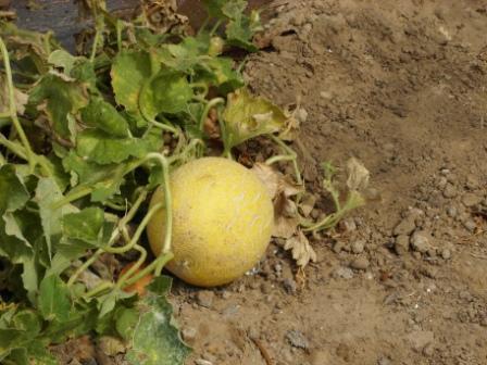 melon
