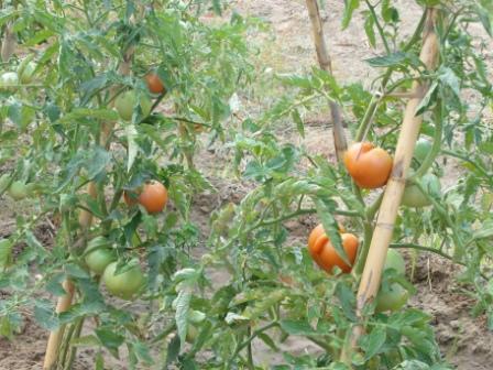 tomates