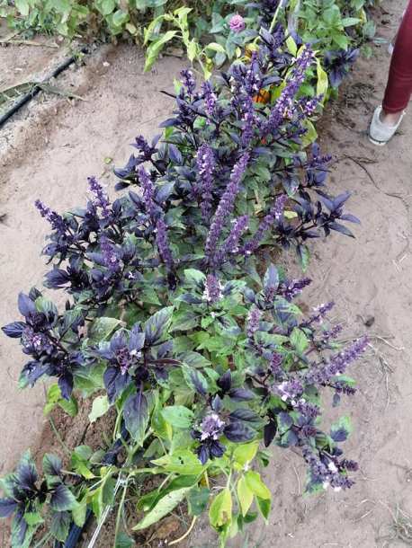 72032571_10213509933452892_7366348239580168192_n